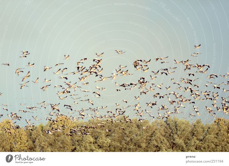 Cranes in Linum Environment Nature Landscape Animal Beautiful weather Wild animal Bird Wing Flock Flying Blue Green Many Floating Tree Sky Colour photo