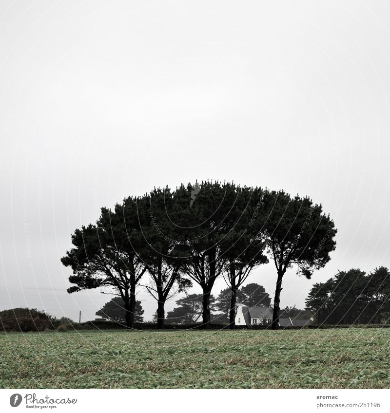 weather protection Nature Landscape Sky Bad weather Tree Field Village Detached house Gloomy Gray Calm France Brittany Colour photo Subdued colour Exterior shot