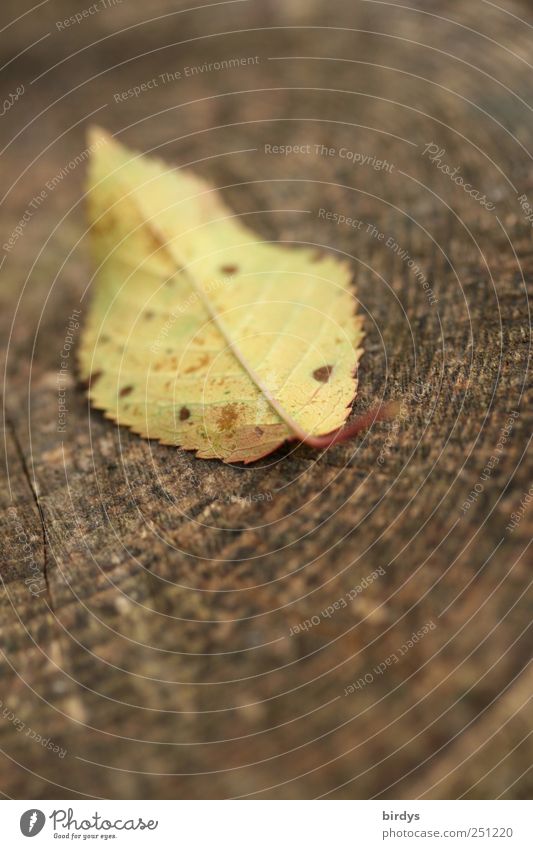 leaf shot Autumn Leaf Lie Authentic Natural Brown Yellow Nature Change Annual ring Seasons 1 Wood Autumnal colours cherry leaf Autumn leaves Colour photo