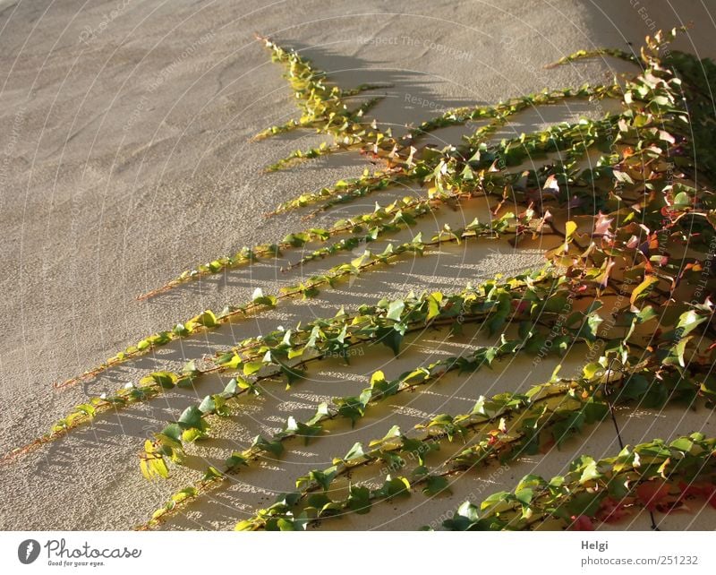 Chamansülz 555, always against the wall... Environment Nature Plant Beautiful weather Ivy Leaf Foliage plant Wall (barrier) Wall (building) Illuminate Growth