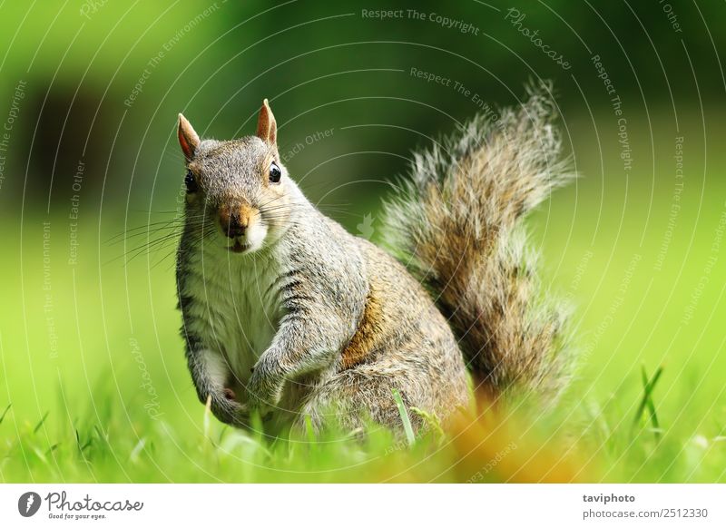 curious gray squirrel looking at camera Beautiful Garden Nature Animal Grass Park Fur coat Sit Stand Small Funny Natural Curiosity Cute Wild Brown Gray Green
