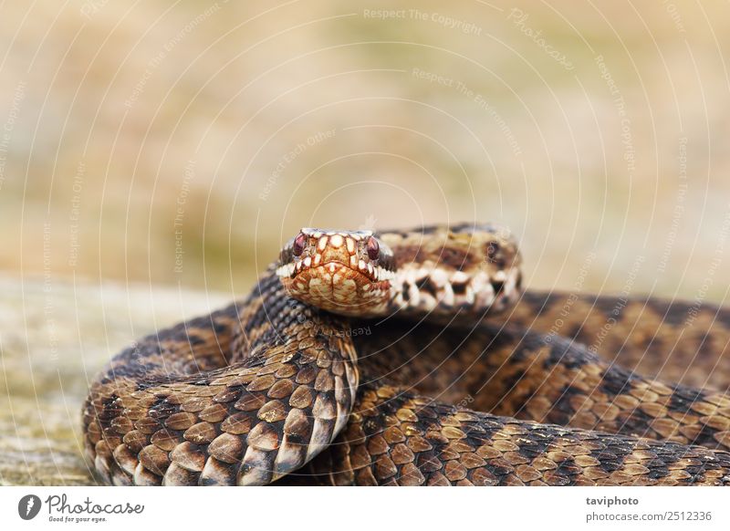 female common adder looking at the camera Beautiful Skin Woman Adults Nature Animal Snake Natural Wild Brown Dangerous Reptiles wildlife venomous Viper