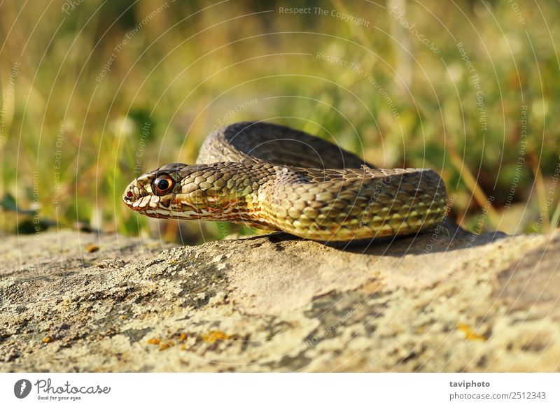 full length view of eastern montpellier snake Beautiful Sunbathing Environment Animal Rock Snake Natural Wild Brown Fear Dangerous Colour Malpolon insignitus