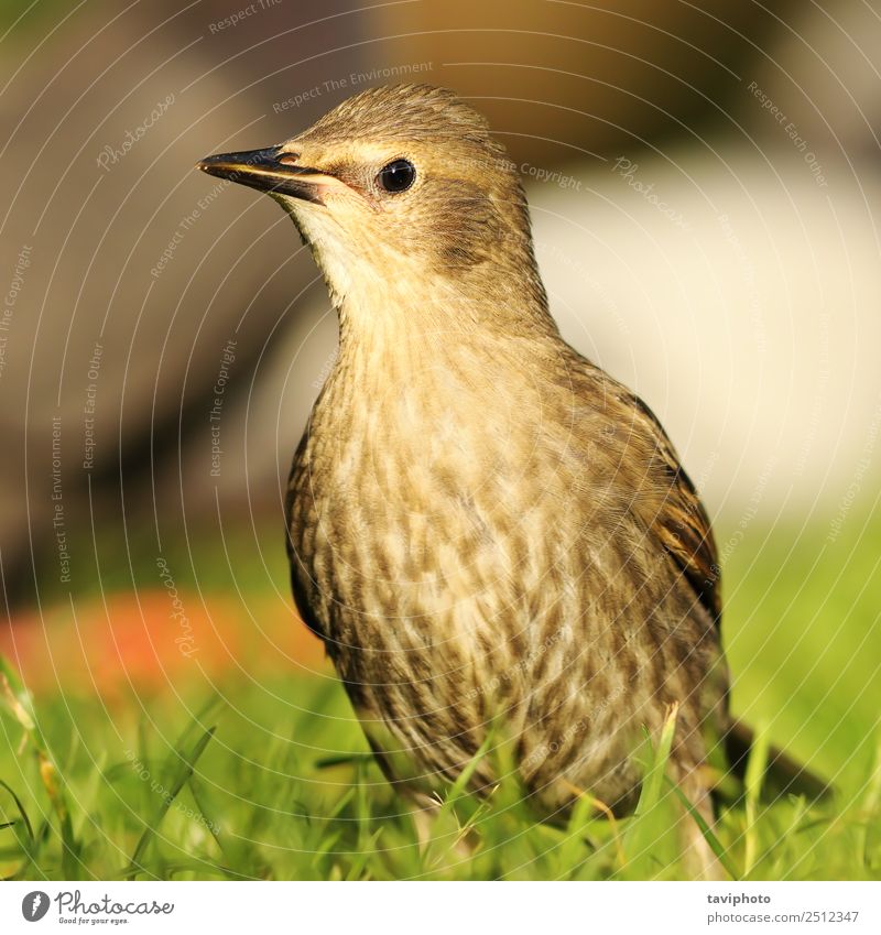 juvenile starling on lawn Beautiful Life Summer Garden Youth (Young adults) Environment Nature Landscape Animal Bird Natural Cute Wild Brown Green Colour