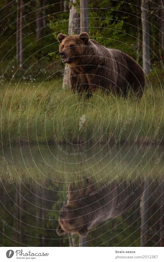 Brown Bear Adventure Science & Research Natural science Environment Nature Animal Water Earth Tree Grass Forest Lake Nature reserve Finland Wild animal