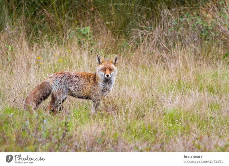 red fox Animal Wild animal - a Royalty Free Stock Photo from Photocase