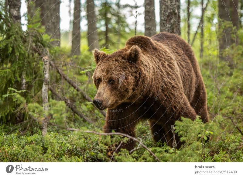 Brown Bear Adventure Safari Science & Research Environment Nature Plant Animal Earth Tree Forest Finland Wild animal Brown bear 1 Free Beautiful Natural