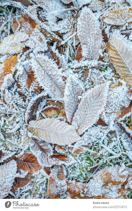 Frost covered leaves Adventure Winter Snow Winter vacation Winter sports Environment Nature Elements Earth Autumn Climate Weather Ice Tree Leaf Forest Cold