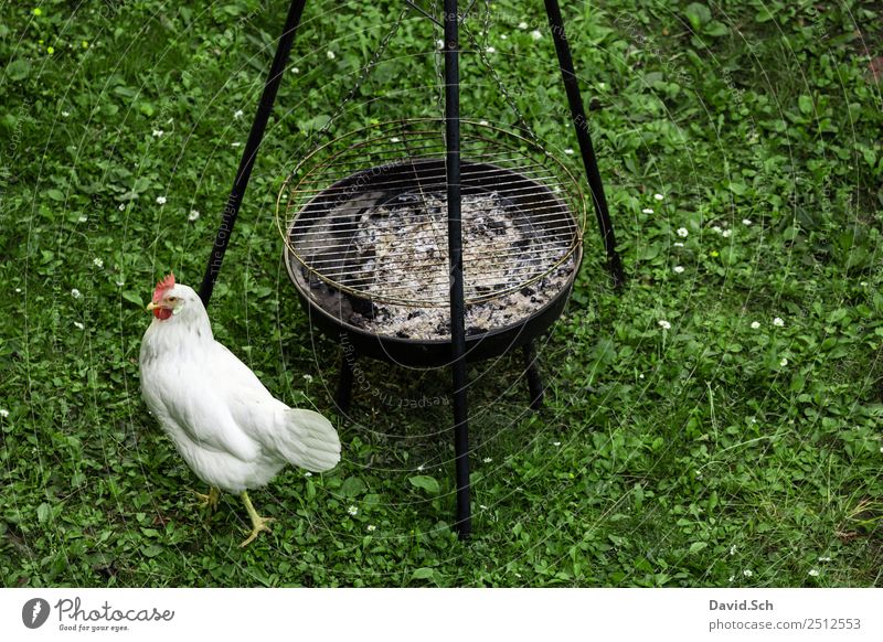 A chicken running along a charcoal grill Farm animal 1 Animal Barbecue (apparatus) Discover Walking Looking Curiosity Green White Barn fowl Macabre Grill