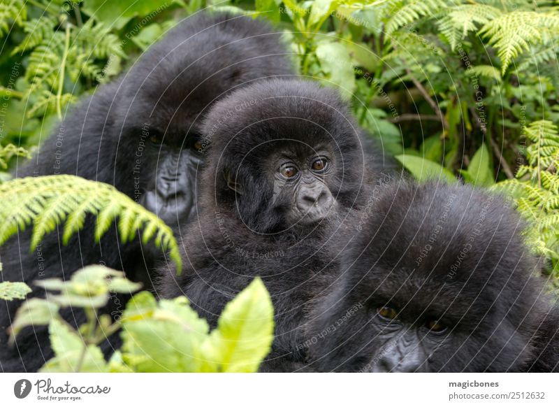 Three Gorillas Mountain Family & Relations Youth (Young adults) Group Nature Virgin forest Sit Africa Eastern Rwanda Virunga Volcanoes National Apes bipedal