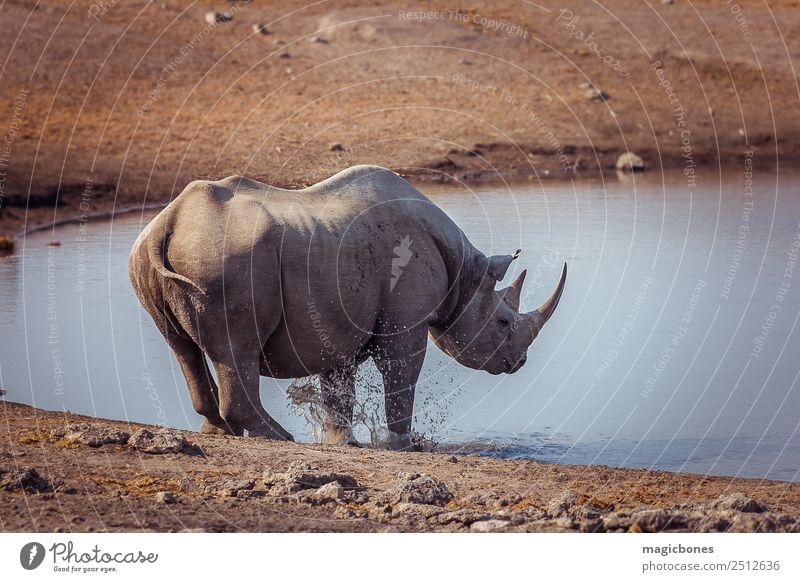 Black Rhino, Namibia Drinking Playing Tourism Safari Nature Landscape Animal Park Wild animal 1 Gray Rhinoceros endangered black rhino Watering Hole african