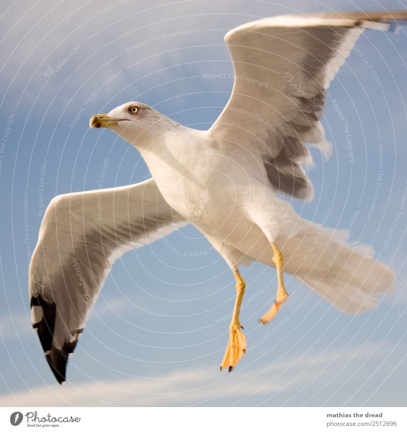 seagull Sky Clouds Animal Bird 1 Flying Scream Esthetic Wild Wing Feather Beak Landing Glide White Yellow Colour photo Exterior shot Close-up Deserted