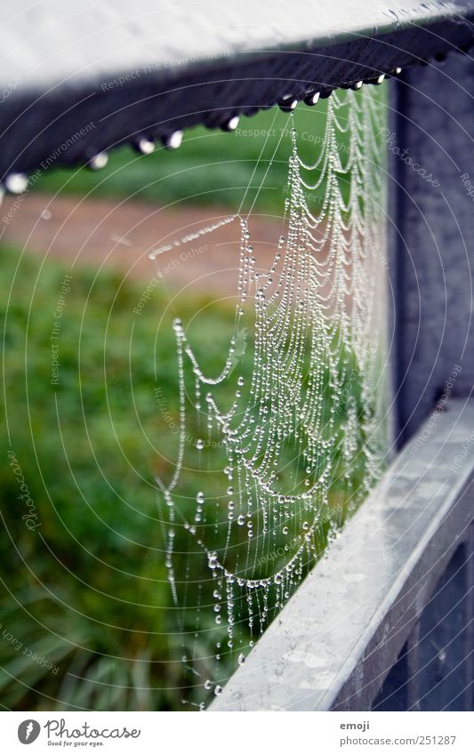 spin and drip Environment Nature Drops of water Bad weather Wet Natural Green Handrail Spider's web Colour photo Exterior shot Close-up Detail