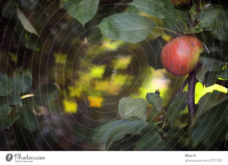 Butterfly Bokeh II Food Fruit Apple Nutrition Nature Tree Leaf Flock Exceptional Delicious Sweet Red Blur Apple tree Branch Twigs and branches Sea of light