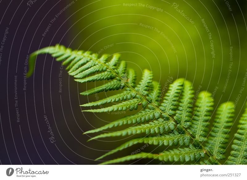 Fern, but fern Environment Nature Plant Leaf Foliage plant Wild plant Meadow Authentic Green fanned out Hang wag Colour photo Subdued colour Exterior shot