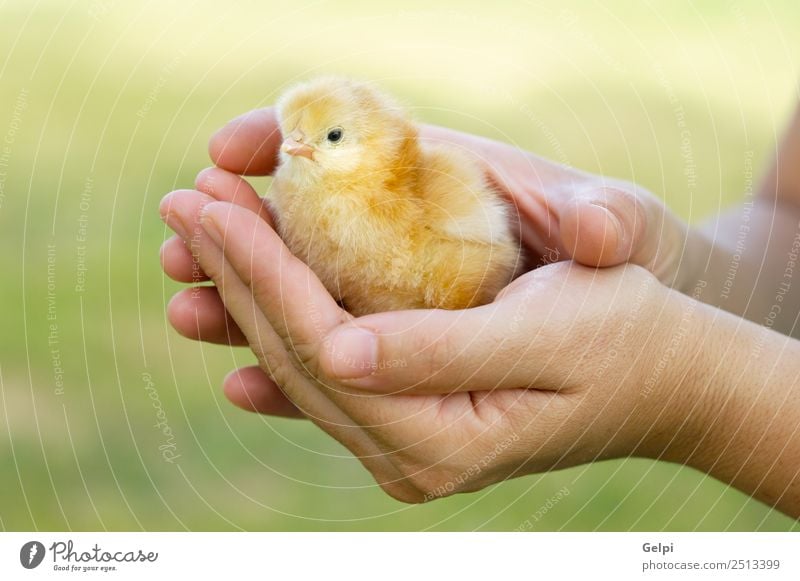 small chicken Baby Woman Adults Man Mother Father Hand Animal Pet Bird Love Cute Soft Yellow Delightful animals background Chick Chicken Domestic ea-egg Eider
