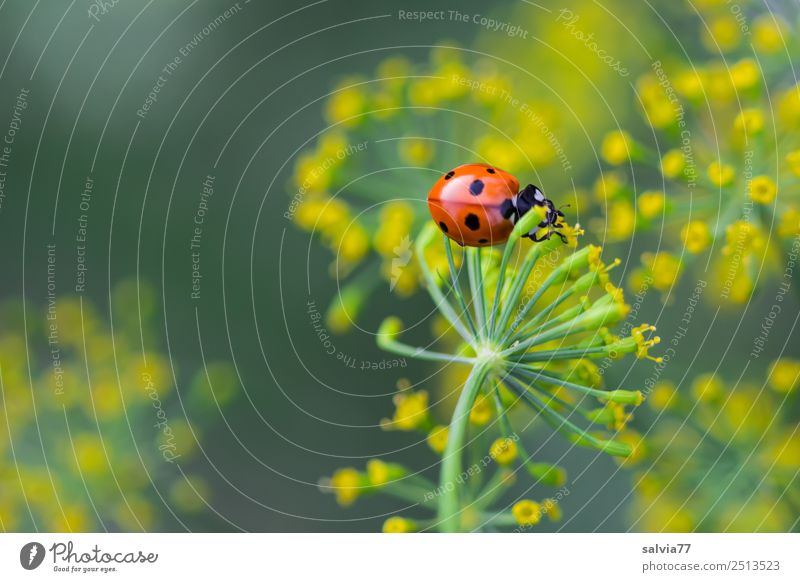 nibble at the dill Environment Nature Animal Summer Plant Blossom Agricultural crop Dill blossom Medicinal plant Garden Beetle Ladybird Seven-spot ladybird