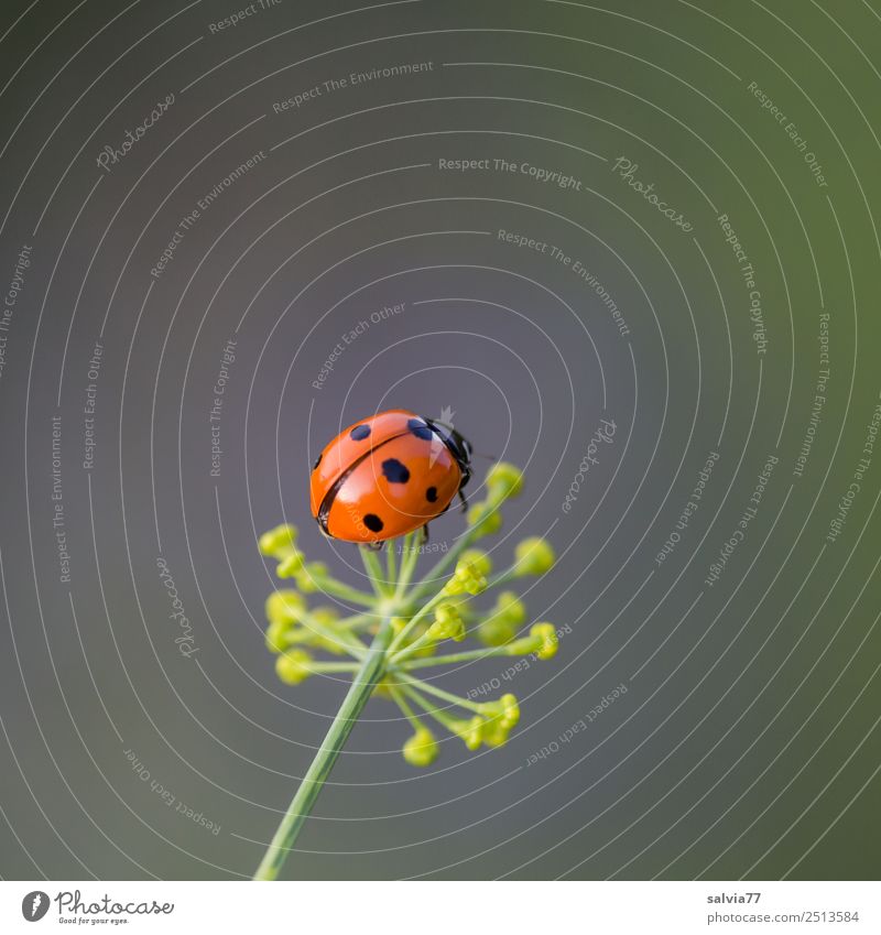 lucky beetle Environment Nature Plant Spring Summer Blossom Dill blossom Garden Animal Beetle Ladybird Seven-spot ladybird Insect 1 Crawl Small Cute Above