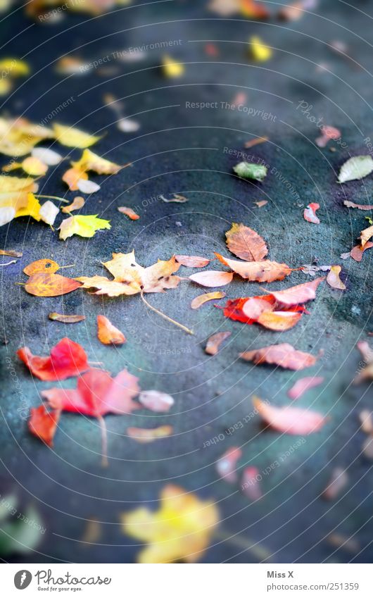 colorful, colorful, autumn Autumn Leaf Street Lanes & trails To fall Multicoloured Yellow Red Autumn leaves Maple leaf Sidewalk Autumnal Colour photo