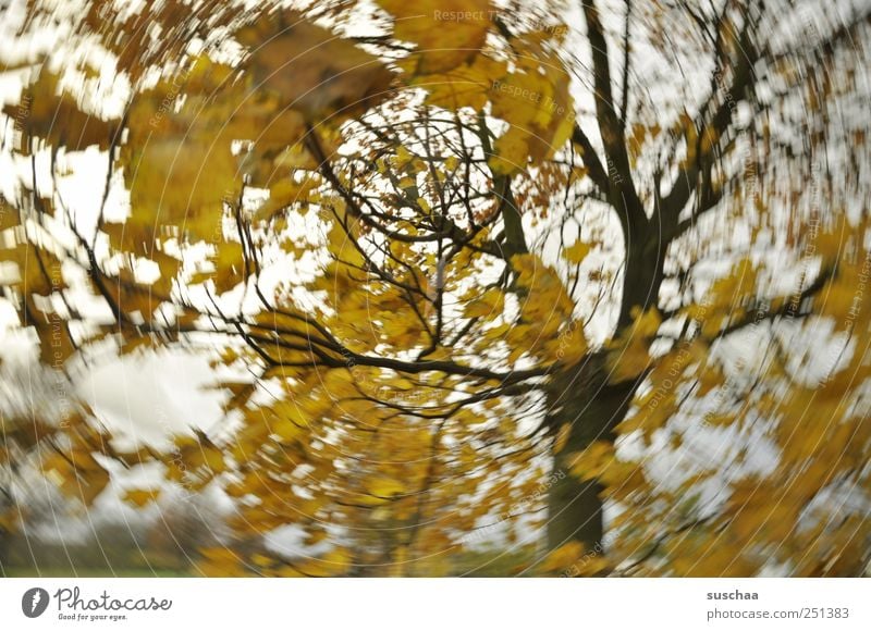 My world: twisted. Environment Nature Landscape Air Sky Autumn Climate Climate change Weather Wind Gale Tree Wood Dark Yellow Gold Movement rotation leaves