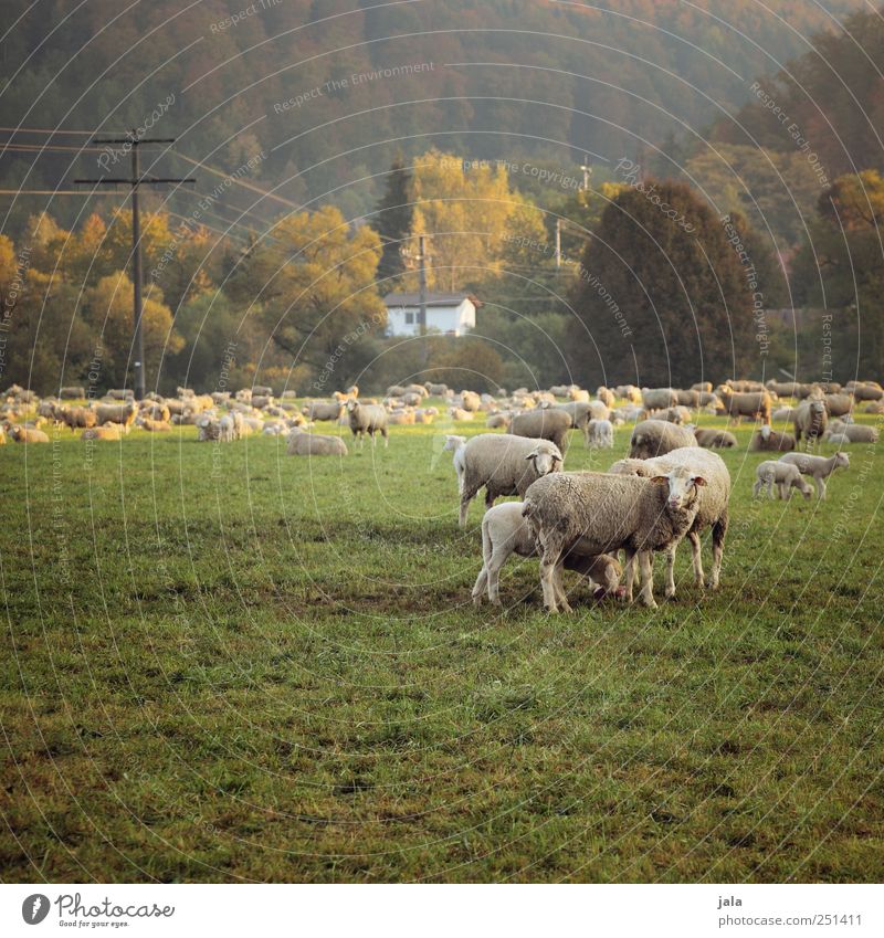 CHAMANSÜLZ | sheep on the pasture Environment Nature Landscape Plant Animal Meadow House (Residential Structure) Farm animal Sheep Group of animals Herd