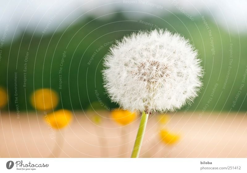 Past time Plant Summer Dandelion Yellow Green White Seed Exterior shot Close-up Deserted Copy Space left Shallow depth of field Macro (Extreme close-up)