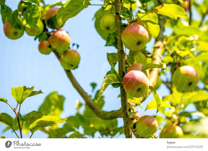 ripe apples on a tree Fruit Apple Summer Nature Sky Tree Healthy Apple tree Mature Green salubriously extension Garden Agriculture fruit growing Blue