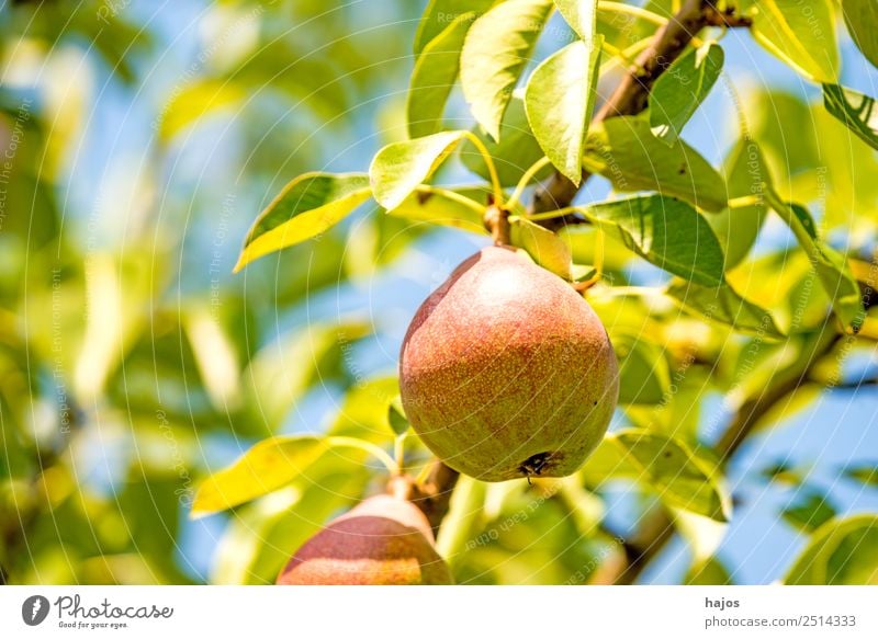 ripe pear on a tree Food Fruit Nature Healthy Pear Pear tree Fruit trees Mature Red Sweet Eating Summer Sowing Agriculture Fuit growing Garden Close-up