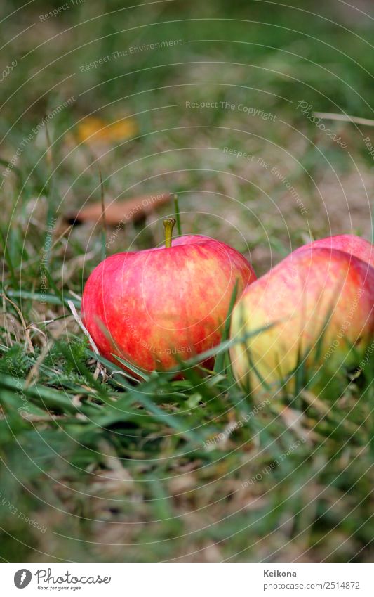 Ripe apples in domestic garden on the floor. Nature Plant Summer Tree Agricultural crop Garden Meadow Healthy Apple Gardening Pick Collection Fruit Red