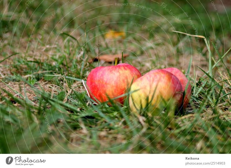 Ripe apples in domestic garden on the floor. Fruit Apple Eating Breakfast Nature Plant Earth Tree Bushes Garden Healthy Apple tree Pick Collection Grass Red