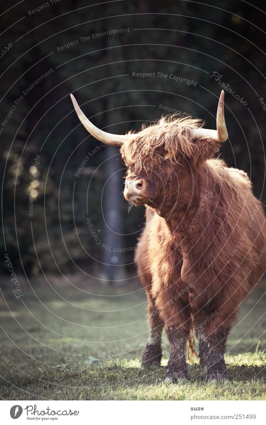 Hornochs' Agriculture Forestry Environment Nature Animal Meadow Pelt Farm animal Animal face 1 Authentic Threat Bull Bullock Cattle Buffalo Antlers Country life