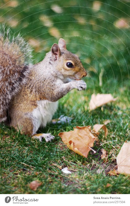 Mjam. Leaf Park Meadow Animal Wild animal Squirrel 1 Cute Colour photo Exterior shot Deserted Copy Space bottom Shallow depth of field Central perspective