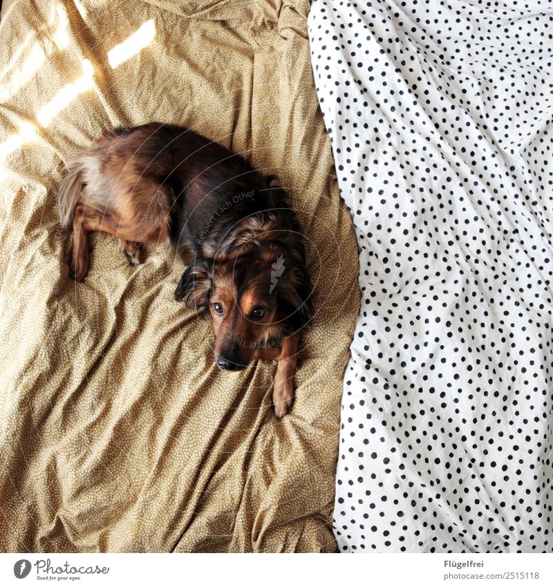 Well, breakfast in bed? Animal Dog 1 Lie Bed Bedclothes Crossbreed Relaxation Sleep Bedroom Cozy Sun Sunlight Morning Pet Point Pattern Structures and shapes