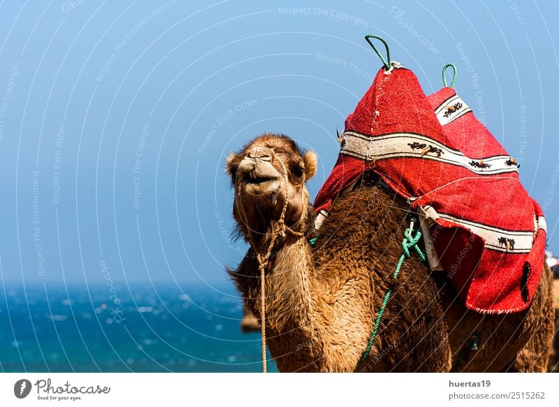 Camel on the sea Ocean Animal Wild animal Colour camel Dromedary Atlantic Ocean animals wild animals Morocco tangier desert Sahara Mammal Africa