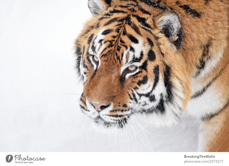 Close up portrait of one young Siberian tiger in white snow Nature Animal Winter Weather Snow Wild animal Cat Animal face 1 Observe Fresh White Tiger Amur Snout