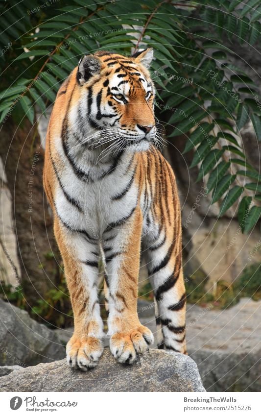 Close up full length front portrait of young Siberian tiger Nature Animal Summer Rock Wild animal Cat Zoo 1 Observe Stand Cute Watchfulness Tiger Amur panthera