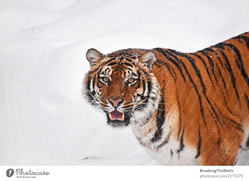 Close up portrait of one young Siberian tiger in snow Nature Animal Winter Weather Snow Wild animal Cat Zoo 1 Observe Fresh White Tiger Snout wildlife Mammal