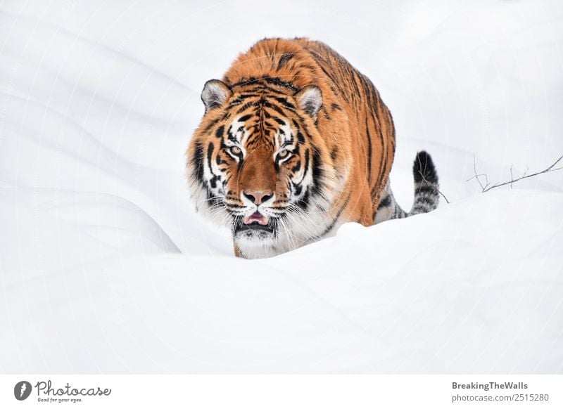 Close up portrait of Siberian tiger walking in white snow Nature Animal Winter Weather Snow Wild animal Cat Animal face 1 Observe Fresh White Tiger Amur young