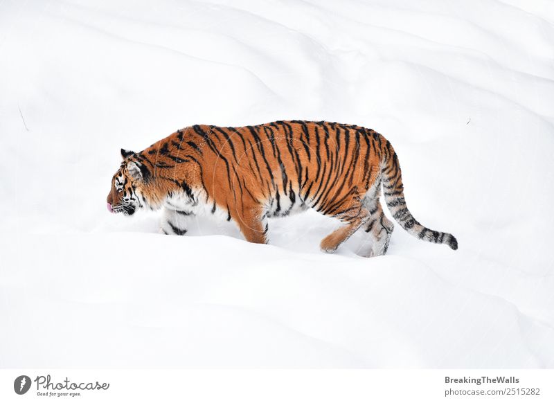 Female Amur (Siberian) tiger walking in fresh white snow Nature Animal Winter Weather Ice Frost Snow Wild animal Cat Zoo 1 Observe Stand Fresh White Tiger