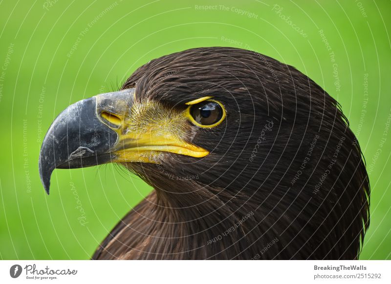 Close up profile portrait of one Golden eagle on green Nature Animal Grass Wild animal Bird Animal face Zoo 1 Observe Dark Brown Green Watchfulness Eagle