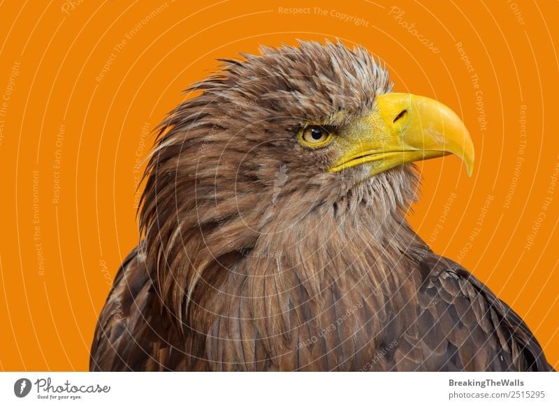 Close up profile portrait of one white-tailed sea eagle Nature Animal Wild animal Bird Animal face Zoo 1 Observe Large Brown Yellow White Watchfulness Eagle