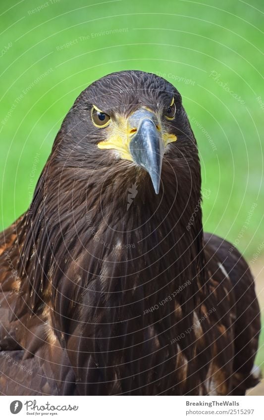 Close up front portrait of one Golden eagle looking at camera Nature Animal Summer Grass Wild animal Bird Animal face Zoo 1 Observe Dark Brown Green