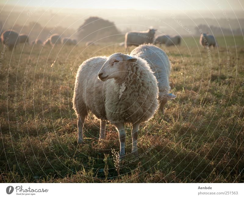 One should be a sheep... Nature Landscape Meadow Animal Farm animal Sheep Herd To feed Warm-heartedness Peaceful Subdued colour Exterior shot Evening Light