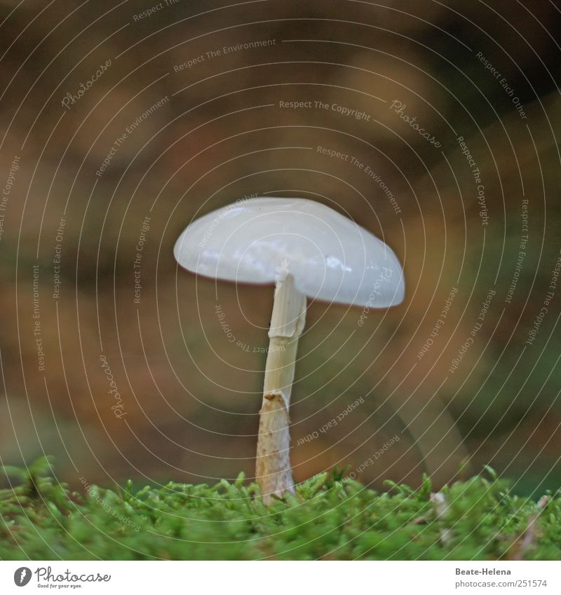 The Illuminated Mushroom [CHAMANSÜLZ 2011] Food Nature Autumn Plant Moss Exotic Stand Growth Esthetic Exceptional Elegant Original Juicy Clean Beautiful Brown