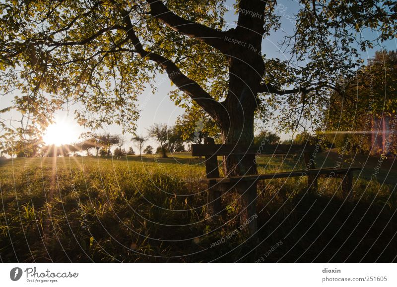 [CHAMANSÜLZ 2011] Sundown Sundown Environment Nature Landscape Sky Cloudless sky Sunlight Climate Beautiful weather Tree Grass Leaf Agricultural crop Apple tree