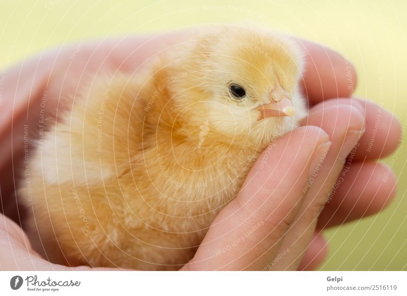 small chicken Life Easter Baby Arm Hand Fingers Animal Pet Bird Small New Cute Wild Soft Yellow young Chicken egg poultry holiday Farm palm Domestic Born spring
