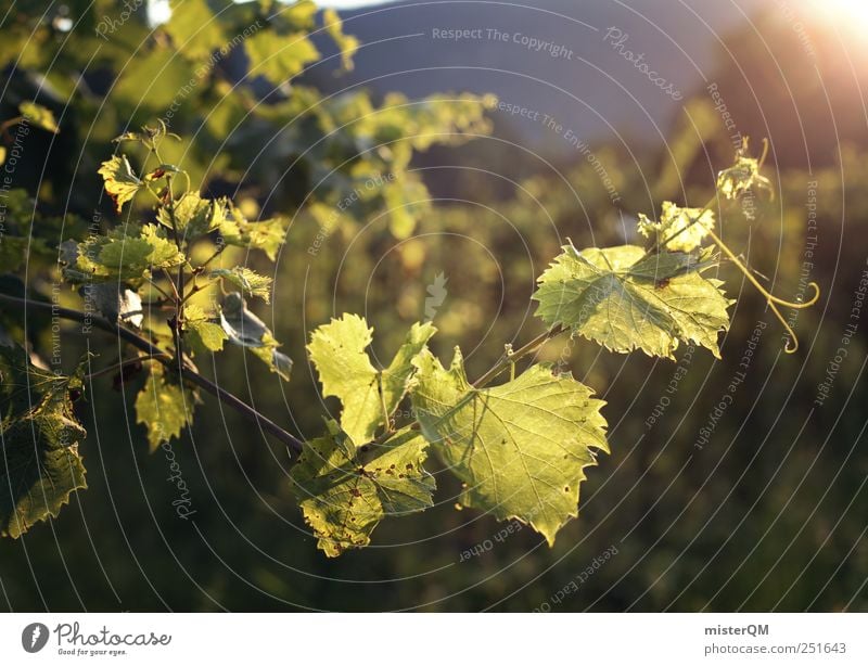Towards the sun. Environment Nature Green Vine Vineyard Grape harvest Wine growing Italian Summer Agriculture Growth Breed Colour photo Subdued colour