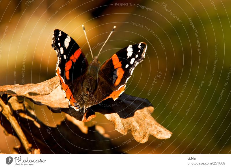 Yes, Admiral! Environment Nature Plant Animal Leaf Park Meadow Wild animal Butterfly Wing Red admiral 1 Wait Esthetic Elegant Beautiful Brown Yellow Gold Green