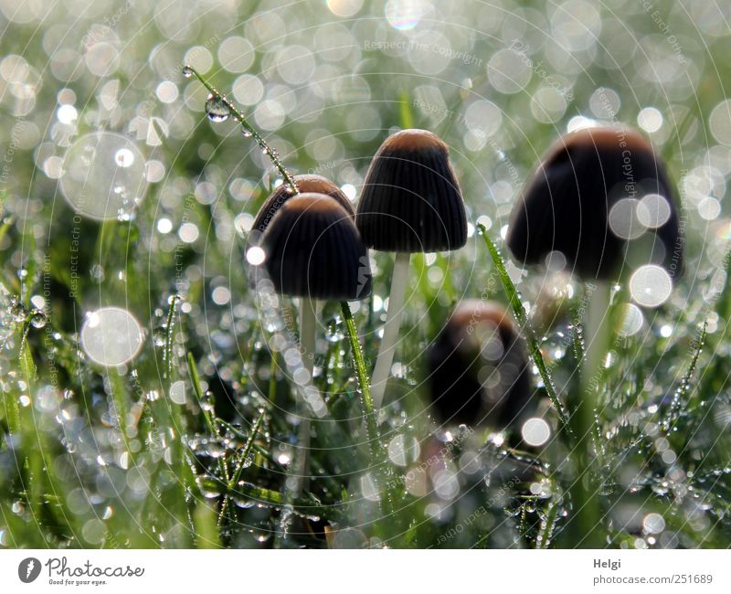 glittery world Environment Nature Plant Drops of water Autumn Beautiful weather Fog Grass Foliage plant Wild plant Mushroom Garden Meadow Glittering Illuminate