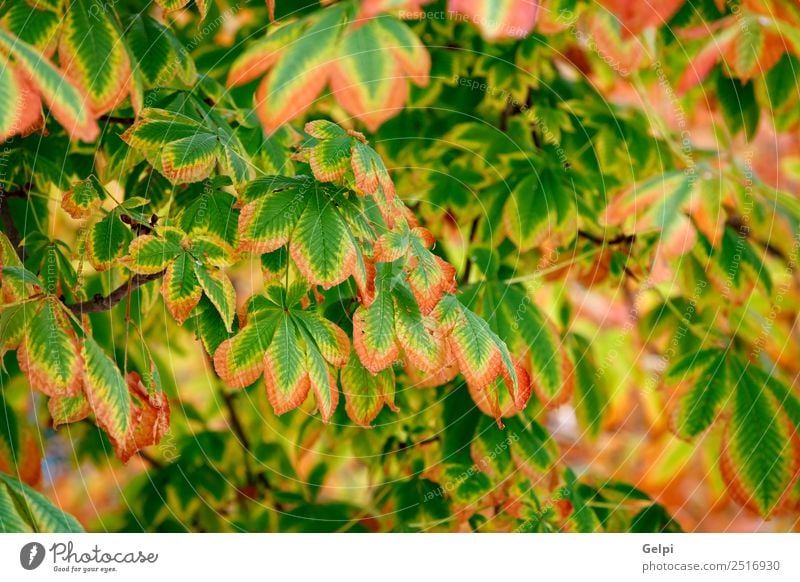 Leaves at autumn are becoming yellow Beautiful Sun Garden Environment Nature Landscape Plant Autumn Tree Leaf Park Forest Bright Natural Brown Yellow Gold Green